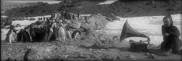 Adelie Penguins listening to a gramophone