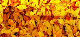 Agenda de octubre